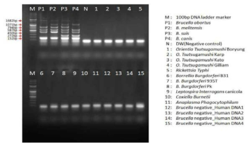 Brucella bruce ladder multiplex PCR (Specificity)