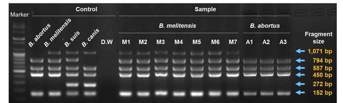 Bruce-ladder identification for Brucella sp. was based on size of six products amplified by PCR. Multiplex PCR result is presented five fragments, of 1,071, 794, 587, 450, 272 and 152 bp in size