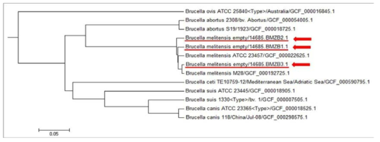 Average nucleotide identity tree of Brucella melitensis. The genome tree was constructed by using 2016 BMZB-1, 2016 BMZB-2, 2016 BMZB-3 (the isolates) and related Brucella spp