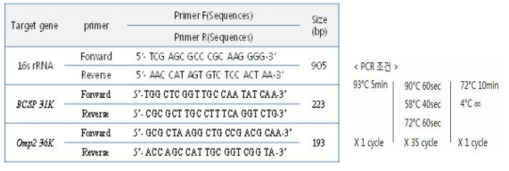 Primer and PCR condition for identification of B. spp