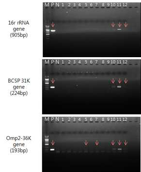 The result of brucella PCR using mice blood (dpi 2)