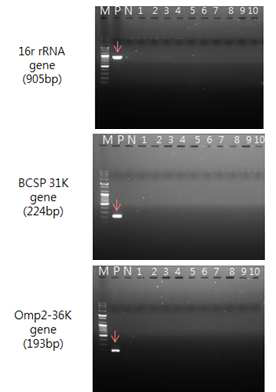 The result of brucella PCR using mice blood (dpi 4)