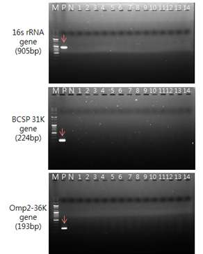 The result of brucella PCR using mice blood (dpi 7)