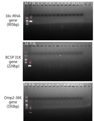 The result of brucella PCR using mice blood (dpi 10)