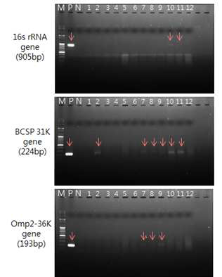 The result of brucella PCR using mice blood (dpi 15)