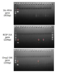 The result of brucella PCR using mice blood (dpi 21)