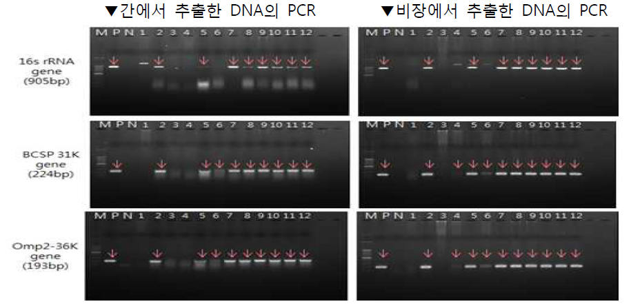 The result of brucella PCR using mice liver and spleen (dpi 2)