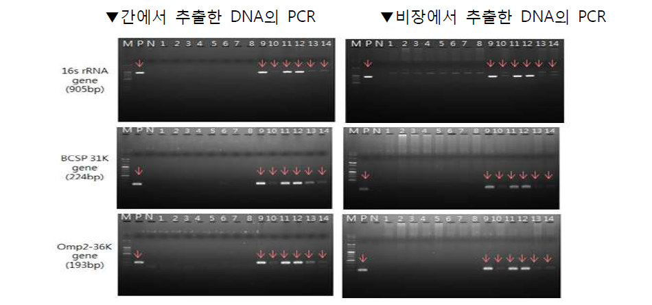 The result of brucella PCR using mice liver and spleen (dpi 4)