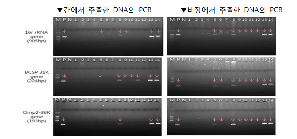 The result of brucella PCR using mice liver and spleen (dpi 7)