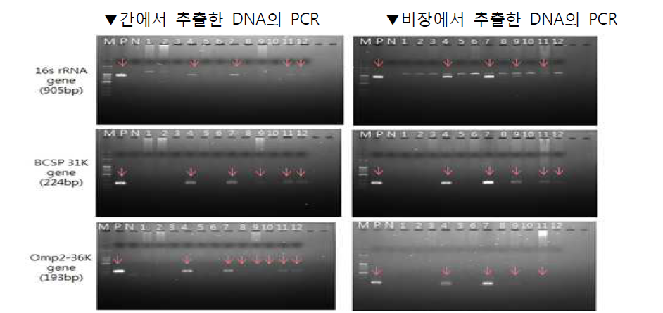 The result of brucella PCR using mice liver and spleen (dpi 10)