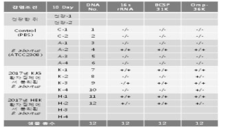The result of brucella PCR using mice liver and spleen (dpi 10)