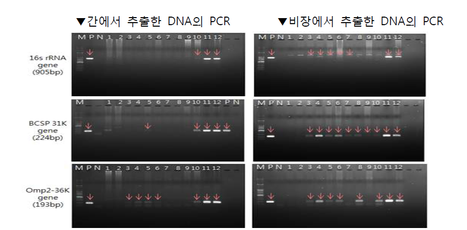 The result of brucella PCR using mice liver and spleen (dpi 15)