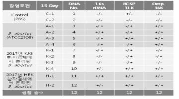 The result of brucellaa PCR using mice liver and spleen (dpi 15)
