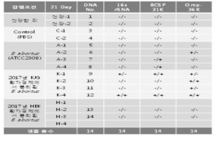 The result of brucella PCR using mice liver and spleen (dpi 21)