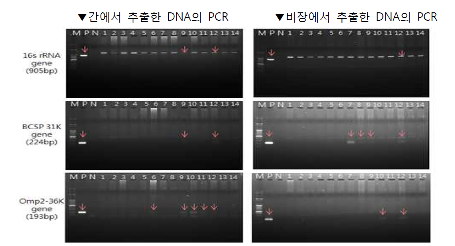 The result of brucella PCR using mice liver and spleen (dpi 21)