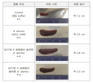 Comparison of spleen size by different B. abortus strain of infection (dpi 21)