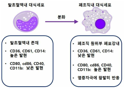 대식세포 분화 및 특성 분석