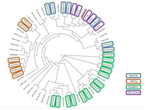 Phylogenetic clustring of tested B. pertussis isolates