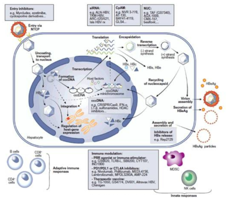 HBV 생활사의 다양부위를 표적으로 하는 물질의 개발현황