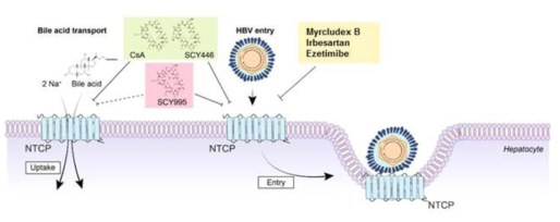 HBV entry inhibitors