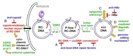 cccDNA 생성에 관여하는 숙주인자의 발굴