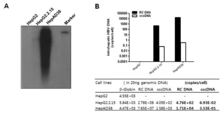 HBV 생산 세포주에서 HBV DNA 검출. (A) Southern blot을 이용한 core particle 내의 HBV DNA. Marker; 3.2kb HBV linear DNA. (B) Real-time PCR을 이용한 세포 내의 HBV rcDNA 및 cccDNA