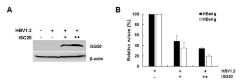 ISG20에 의한 HBV 항원분비 영향. (A) ISG20의 발현. (B) HBV 항원 분비. +; 1ug, ++; 2ug