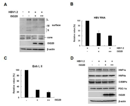 ISG20에 의한 HBV 전사단계 영향. (A) ISG20에 의한 HBV 단백질의 발현 변화. L; Large surface, M; Middle surface, S; small surface. ISG20에 의한 HBV RNA (B) 및 enhacner (C) 조절. +; 1ug, ++; 2ug. (D) ISG20에의한 간세포 특이 전사인자들의 발현. +; 1ug, ++; 2ug