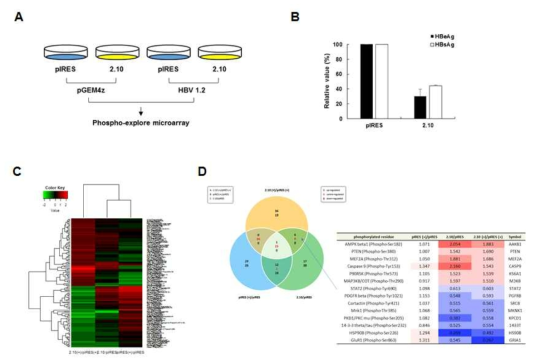 Phosphos explore array를 이용한 ACK1의 표적 인산화 단백질 분석. (A) Phospho exlpore array 분석 모식도. pIRES; backbone vector, 2.10; ACK1 stable cell lines. (B) ACK1에 의한 HBV 항원분비 저해 검증. (C) ACK1의 표적 인산화단백질의 heatmap. (D) ACK1의 표적 인산화 단백질 선정