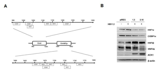 ACK1에 의한 전사인자들의 발현조절. (A) HBV enhancer I·II에 작용하는 전사인자들의 모식도. (B) ACK1에 의한 HNF1α, HNF3β, HNF4α, 그리고 C/EBPα의 발현 조절. 1.3;HepG2-ACk1-1.3, 2.10; HepG2-ACK1-2.10