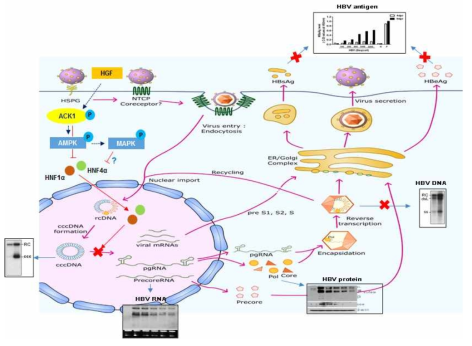 ACK1에 의한 HBV 복제 억제 기전 가설