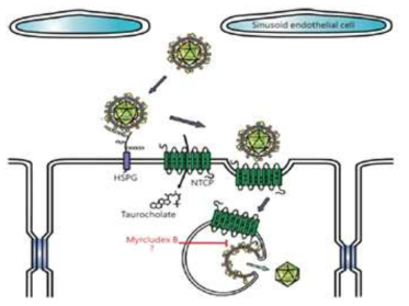 HBV entry