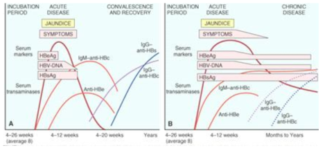 Clinical course of acute and chronic hepatitis B