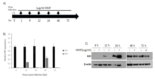 MMF의 지속적 투여를 통한 H5N1-VN 바이러스 억제 시간확인. MDCK 세포를 0.1 MOI의 H5N1-VN 바이러스로 감염 시킨 후, 1 μg/ml의 MMF를 처리하고, 지속적으로 MMF를 추가 처리하였다. (A) MMF의 지속효과 확인을 위한 실험방법, 각각의 시간대별에 따른 H5N1-VN 바이러스 (B) NP mRNA 발현확인 및 (C) 단백질 발현 확인