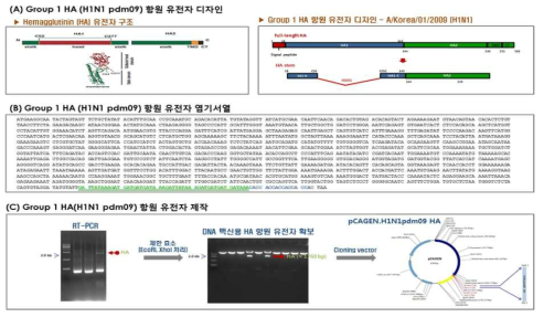 Group1 HA (H1N1pdm09) full-DNA 백신 항원 유전자 디자인 및 제작. (A) 인플루엔자바이러스 Hemagglutinin의 유전자 및 단백질 구조(좌측), Group1 HA full(우측 상단) 및 HA stalk(우측 하단) 항원 유전자의 디자인, (B) Group1 HA (A/Korea/01/2009 (H1N1pdm09))의 HA 항원 유전자의 염기 서열(HA full) (C) Group1 HA (H1N1 pdm09) 항원 유전자의 제작