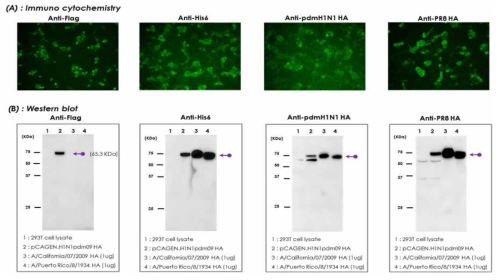 Group 1 HA (H1N1pdm09) 항원 유전자 단백질의 진핵세포 발현 확인 (DNA 백신 HA 항원). (A) Immunocytochemistry 결과: HEK 293T 세포에 pCAGEN/H1N1.pdm09.HA유전자를 transfection하고 세포 고정 후, anti-Flag (mouse IgG), anti-His6(mouse IgG), anti-pdmH1N1 HA (mouse IgG), anti-PR8 HA (mouse IgG) 항체를 처리. 이후, 이차항체로 FITC 형광이 conjugation된 anti-mouse IgG항체를 이용하여 처리 후 형광 현미경 분석 결과. (FITC: green, 배율: 400X) (B) Western blot 결과: pCAGEN/H1N1.pdm09.HA가 transfection 된 세포를 회수하여 anti-Flag, anti-His6, anti-pdmH1N1 HA, anti-PR8 HA 항체를 이용하여 western blot을 수행. lane 1: 293T cell lysate, lane 2: pCAGEN/H1N1.pdm09.HA transfectant lysate, lane 3: A/California/07/2009 HA 단백질, lane 4: A/Puerto Rico/8/1934 HA 단백질