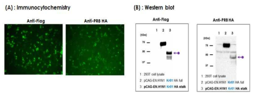 Group 1 HA (H1N1pdm09) stalk 항원 유전자 단백질의 진핵세포 발현 확인 (DNA 백신 HA 항원). (A) Immunocytochemistry 결과: HEK293T 세포에 pCAGEN/H1N1.pdm09 HA stalk을 transfection 후, anti-Flag, anti-PR8 HA 항체를 처리한 후, 이차항체로 FITC 형광 항체를 이용하여 처리하고 형광 현미경 분석 결과.(FITC:green, 배율 : 400X) (B) Western blot 결과: anti-Flag, anti-PR8 HA 항체를 이용하여 western blot을 수행. lane 1: 293T cell lysate, lane 2: pCAGEN/H1N1.pdm09.HA full, lane 3: pCAGEN/H1N1.pdm09.HA stalk