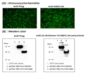 Group 2 HA (H3N2 HK68) 항원 유전자 단백질의 진핵세포 발현 확인(DNA 백신 HA 항원). (A) Immunocytochemistry 결과: HEK293T 세포에 pCAGEN/HK68.HA full을 transfection 후, anti-Flag, anti-H3N2 HA 항체를 처리한 후, 이차항체로 FITC 형광 항체를 이용하여 처리하고 형광 현미경 분석 결과.(FITC:green, 배율:400X) (B) Western blot 결과: anti-Flag, anti-H3N2 HA 항체를 이용하여 western blot을 수행. lane 1: 293T cell lysate, lane 2: pCAGEN/HK68.HA full, lane 3: pCAGEN/HK68.HA stalk