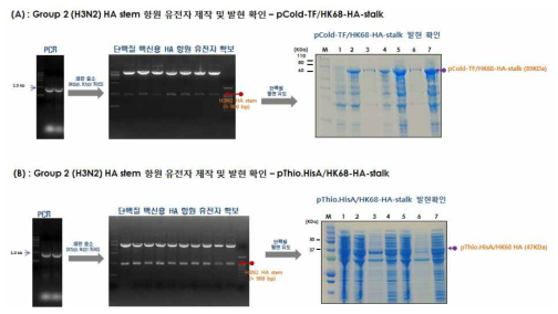 Group2(H3N2) HA stalk 항원 유전자 제작 및 발현 확인(단백질 백신용). (A) pCold-TF/HK68.HA stalk 제작 및 발현 확인, A/Hong Kong/1/1968(H3N2) HA stalk을 PCR 후 pCold-TF 벡터에 클로닝하고, 이를 제한효소(Nde I, Xho I) 처리, HA stalk 항원 유전자가 pCold-TF에 클로닝 됨을 확인(좌측), pCold-TF/HK68.HA stalk을 BL21(DE3)로 형질 전환 후 IPTG로 단백질 발현 유도, SDS-PAGE로 단백질 발현 확인(우측) (B) pThio.HisA/HK68.HA stalk 제작 및 발현 확인, A/Hong Kong/1/1968(H3N2) HA stalk을 PCR 후 pThio.HisA 벡터에 클로닝하고, 이를 제한효소(Xho I, Not I) 처리, HA stalk 항원 유전자가 pThio.HisA에 클로닝 됨을 확인 (좌측), pThio.HisA/HK68.HA stalk을 BL21(DE3)로 형질 전환 후 IPTG로 단백질 발현 유도, SDS-PAGE로 단백질 발현 확인(우측)