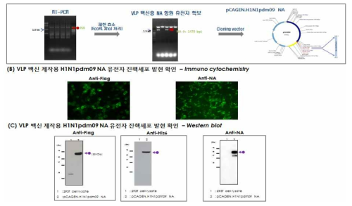 VLP 백신 제작용 H1N1.pdm09.NA 유전자 제작 및 진핵세포 발현 확인 (A) H1N1.pdm09.NA 유전자 제작, A/Korea/01/2009(H1N1) 바이러스의 RNA를 이용한 one-step RT-PCR 수행 결과(좌측), pCAGEN에 클로닝 된 H1N1.pdm09.NA 유전자를 제한효소(EcoR I,Xho I) 처리하여 NA 유전자 확인(우측), 최종적으로 VLP 백신 제작용 pCAGEN/H1N1.pdm09.NA 플라스미드 제작됨 (B) Immunocytochemistry 결과: HEK 293T 세포에 pCAGEN/H1N1.pdm09.NA를 transfection 하고, anti-Flag, anti-NA 항체를 처리하고, anti-mouse IgG-FITC 이차 항체를 처리, 형광 현미경을 통해 분석(FITC: green, 배율: 400X) (C) Western blot 결과: pCAGEN/H1N1.pdm09.NA가 transfection 된 세포를 회수하여 anti-Flag, anti-His6, anti-NA 항체를 이용하여 western blot을 수행. lane 1:293T cell lysate, lane 2: pCAGEN.H1N1pdm09 NA transfectant lysate