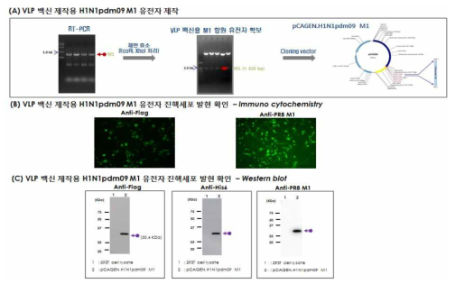VLP 백신 제작용 H1N1.pdm09.M1 유전자 제작 및 진핵세포 발현 확인 (A) H1N1.pdm09.M1 유전자 제작, A/Korea/01/2009(H1N1) 바이러스의 RNA를 이용한 one-step RT-PCR 수행 결과(좌측), pCAGEN에 클로닝된 H1N1pdm09 M1 유전자를 제한효소(EcoR I,Xho I) 처리하여 M1 유전자 확인(우측), 최종적으로 VLP 백신 제작용 pCAGEN/H1N1.pdm09.M1플라스미드 제작됨 (B) Immunocytochemistry 결과: HEK 293T 세포에 pCAGEN/H1N1-Kr01-M1을 transfection 하고, anti-Flag, anti-PR8 M1 항체를 처리하고, anti-mouse IgG-FITC 이차 항체를 처리, 형광 현미경을 통해 분석(FITC: green, 배율: 400X) (C) Western blot 결과: pCAGEN/H1N1.pdm09.M1이 transfection 된 세포를 회수하여 anti-Flag, anti-His6, anti-PR8 M1 항체를 이용하여 western blot을 수행. lane 1: 293T cell lysate, lane 2: pCAGEN.H1N1.pdm09.M1 transfectant lysate