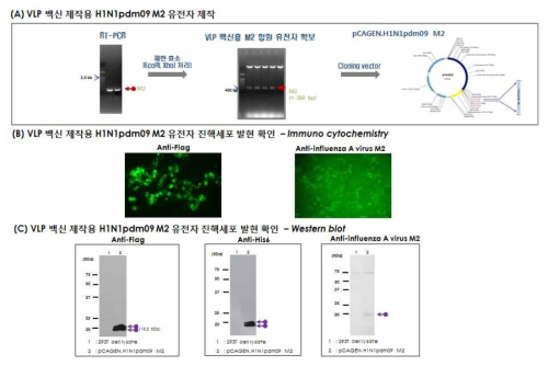 VLP 백신 제작용 H1N1.pdm09.M2 유전자 제작 및 진핵세포 발현 확인 (A) H1N1pdm09 M2 유전자 제작, A/Korea/01/2009(H1N1) 바이러스의 RNA를 이용한 one-step RT-PCR 수행 결과(좌측), pCAGEN에 클로닝된 H1N1pdm09 M2 유전자를 제한효소(EcoR I,Xho I) 처리하여 M2 유전자 확인(우측), 최종적으로 VLP 백신 제작용 pCAGEN/H1N1.pdm09.M2 플라스미드 제작됨 (B) Immunocytochemistry 결과: HEK 293T 세포에 pCAGEN/H1N1.pdm09.M2을 transfection 하고, anti-Flag, anti-PR8 M1 항체를 처리하고, anti-mouse IgG-FITC 이차 항체를 처리, 형광 현미경을 통해 분석(FITC: green, 배율: 400X) (C) Western blot 결과: pCAGEN/H1N1.pdm09.M2가 transfection 된 세포를 회수하여 anti-Flag, anti-His6, anti-influenza A virus M2 항체를 이용하여 western blot을 수행. lane 1: 293T cell lysate, lane 2: pCAGEN.H1N1.pdm09.M2 transfectant lysate