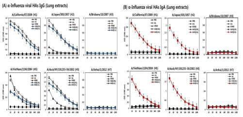 (수식) Group1 HA stalk (HA5) 접종 후 마우스 폐에서 IgG/IgA 항체 생성 확인. (A) α-Influenza viral HAs IgG 측정 결과, (B) α-Influenza viral HAs IgA 측정 결과. HA5 면역항원을 마우스에 2주 간격으로 3차례 면역 후 폐에서의 다양한 아형의 HA에 대한 IgG와 IgA가 생성됨을 ELISA로 확인한 결과. 각각의 그래프 위쪽은 ELISA를 위해 코팅한 HA 항원 단백질이 유래한 인플루엔자바이러스 아형을 나타낸다. A/California/07/2009(H1), A/Japan/305/1957(H2), A/Brisbane/10/2007(H3), A/VietNam/1194/2004(H5),A/Duck/NY/191255-59/2002(H5), A/Anhui/1/2012(H7), PBS( ): PBS로 면역한 마우스의 lung extracts, ctx( ): Cholera toxin으로 면역한 마우스의 lung extracts, H5N8( ): 불활화 H5N8로 면역한 마우스의 lung extracts, HA5(I.M.)( ): HA5 면역항원을 I.M. 면역한 마우스의 lung extracts, HA5(I.N)( ): HA5 면역항원을 I.N. 면역한 마우스의 lung extracts, IgG에 대한 항체가 확인, HA5(I.N.)( ): HA5 면역항원을 I.N. 면역한 마우스의 lung extracts