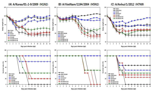Alum phosphate (AP)를 이용한 H1 HA DNA 백신 면역 후 인플루엔자 감염에 대한 방어효과: HA DNA 백신 마지막 면역 3주 후에 각 실험군의 5마리 마우스에 각각에 A/Korea/01-2-9/2009(H1N1)(A), A/VietNam/1194/2004(H5N1)(B), A/Anhui/1/2012(H7N9)(C)바이러스를 비강을 통해 감염하였다. 바이러스는 각각 50mLD50, 5mLD50, 5mLD50의 농도로 감염 하였으며, 접종 전과 후 마우스의 체중(상단) 와 생존율(하단)을 측정하였다. 마우스가 사망한 경우나 감염전 체중에서 20% 이상 체중이 감소한 경우 사망한 것으로 간주하고, 체중의 경우 LOCF (Last Observation Carried Forward)를 적용하였다. 오차막대:표준오차(S.E)