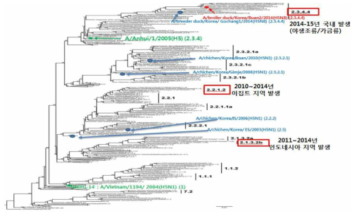 국내외 발생 H5형 인플루엔자 바이러스 헤마글루티닌(HA)의 아미노산 서열의 phylogenetic tree. 1997년 이후, 인체감염과 조류에서의 대유행이 빈번하게 발생한 A/goose/Guangdong/1/1996 (Gs/GD/96)-like H5 아형의 HA 아미노산 서열의 phylogenetic tree. A/Gs/GD/96-like H5의 HA는 지속적인 유전자 변이를 통해 가장 최근에는 2.1.2.2, 2.1.3.2b, 2.3.4.4의 H5 HA clade에 속하는 바이러스가 발생했다. Smith et al.(2015), Influenza and Other Respiratory Viruses 9(5), 271–276