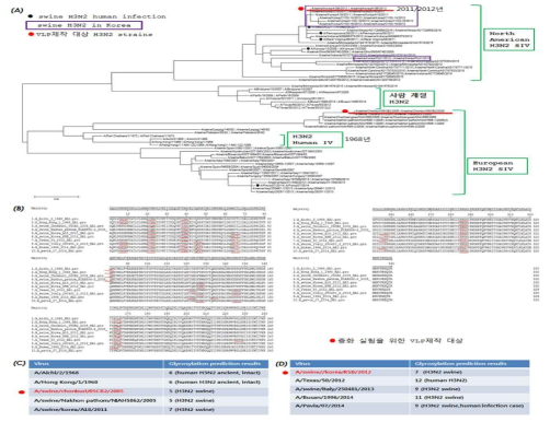 Swine H3N2 HA유전자의 phylogenetic tree : (A) Swine H3N2의 HA 유전자 단백질 아미노산 서열의 phylogenetic tree 분석. (B) H3N2 바이러스의 HA에 glycosylation prediction 결과. (C, D) VLP 제작을 위한 바이러스 strain의 선정