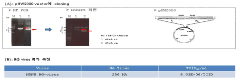 재조합 H5N8 바이러스 제작과정. (A) pHW2000 vector에 cloning하기 위한 RT-PCR 결과 및 Insert 확인. (B) 재조합 H5N8형 A/Broiler duck/Korea/Buan2/2014:PR8(2:6) 바이러스의 역가 측정