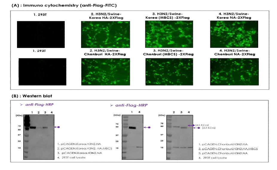 VLP 제작용 Swine/H3N2 HA 및 NA 유전자의 제작, 진핵세포 발현 확인 및 특성 분석. 제작된 A/Swine/Korea/KSB/2012(H3N2) 및 A/Swine/Chonburi/O5CB2/2005(H3N2)의 HA 및 NA 유전자의 진핵세포 발현 확인. (A) Immunocytochemistry에 의한 H3N2 HA, HA-MBCS, NA 단백질 발현 확인, H3N2 HA 및 NA 유전자 (pCAG-EN-Korea(H3N2)-HA-2XFlag_6H, pCAG-EN-Korea (H3N2) -MBCS _HA -2 X Fl a g_ 6H, pCAG- EN- Kor ea (H3N2 )-NA- 2 X Fl ag_ 6H, pCAG-EN-Chonburi(H3N2)-HA-2XFlag_6H,pCAG-EN-Chonburi(H3N2)-MBCS_HA-2XFlag_6H, pCAG-EN-Chonburi(H3N2)-NA–2XFlag _6H를 293T 세포에 transfection 후, anti-Flag-FITC를 이용한, immunocytochemistry 결과. (B)anti-Flag-HRP를 이용한 western blot 결과