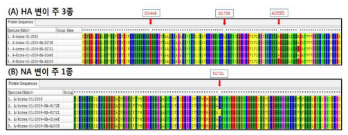 A/Kr01 (H1N1) 바이러스 및 마우스 강독화 변이주 4종의 염기서열 비교. (A) 2009년 신종 인플루엔자 바이러스의 국내 분리주 A/Korea/01/2009 (Kr01)과 마우스 강독화 HA 유전자 변이주 3종(Kr01-HA-G172E, Kr01-HA-D144E, Kr01-HA-A203D)의 아미노산 변이 확인. (B) NA 변이주 1종(Kr01-NA-P272L). 각각의 박스는 야생형의 Kr01 HA 아미노산 서열과 비교, 변이된 아미노산을 나타내었다