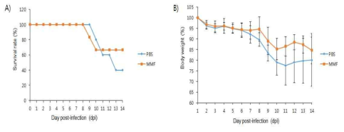 H5N1-VN 감염에 대한 MMF의 치료효과. H5N1-VN 바이러스를 1mLD50로 마우스에 감염하고, MMF를 복강 주사를 이용하여, 50mg/kg/day로 7일간 투여한 후, 14일까지 (A) 생존율과 (B) 체중 감소를 확인하였다